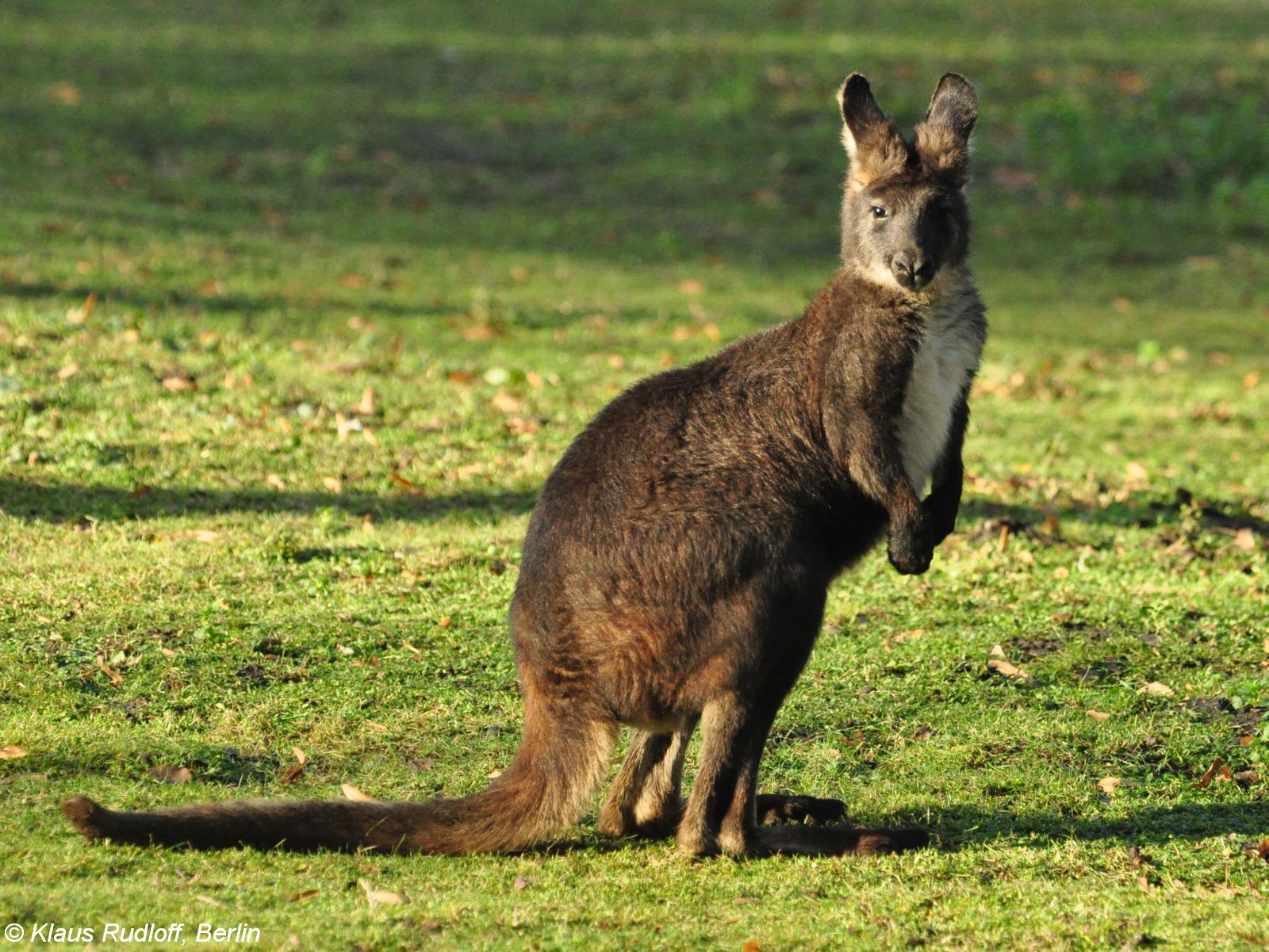 Curiosidades Incríveis Sobre os Wallarus Australianos