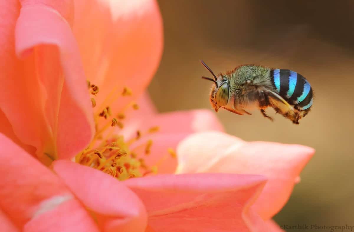 Abelha-Azul: Descubra seus Segredos e Importância para o Ecossistema