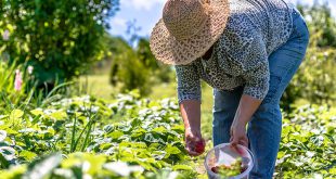 Agricultura