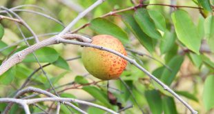 Florestas de Mangabeiras