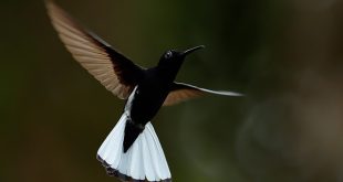 Beija-flor-preto