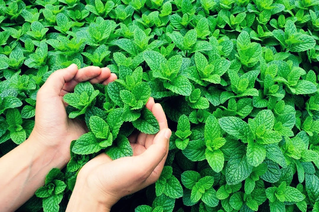 Plantas Medicinais na Cultura Ocidental: Conheça suas Propriedades Terapêuticas