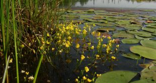 utricularia aquática