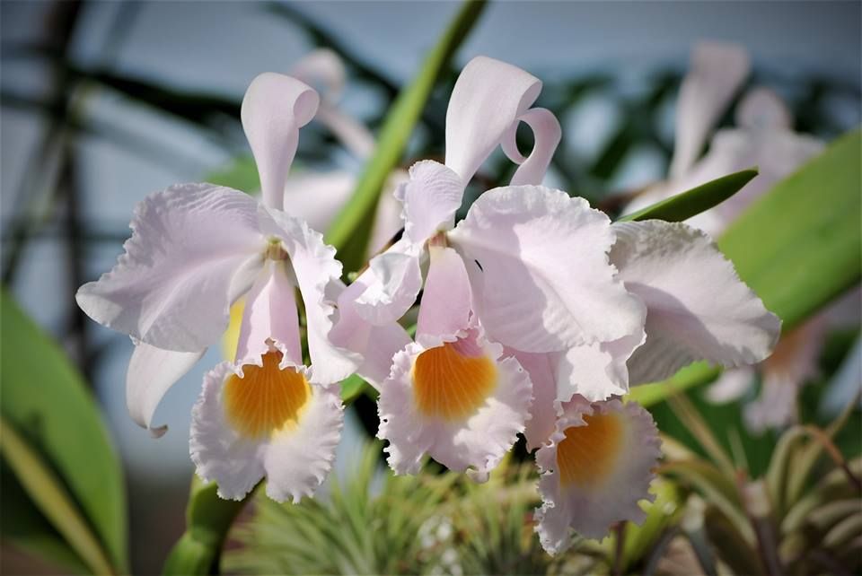 Cattleya Schroederae: Florescimento Vibrante e Atraente