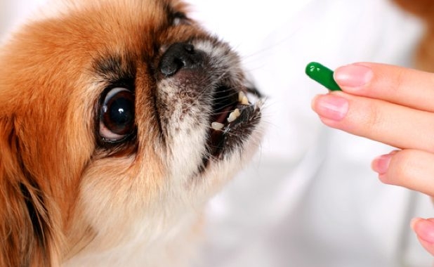 Perro recibiendo pastillas 