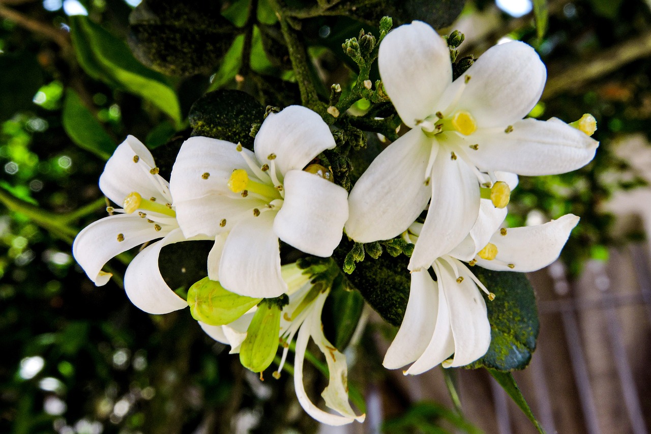 Flores em Formato de Estrela: Encante seu Jardim com sua Beleza