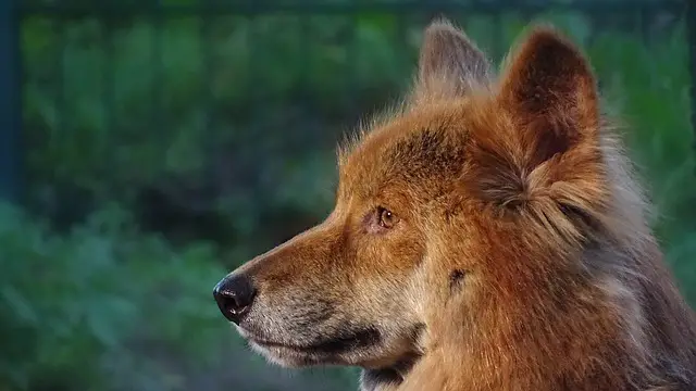 Dingo de Perfil 