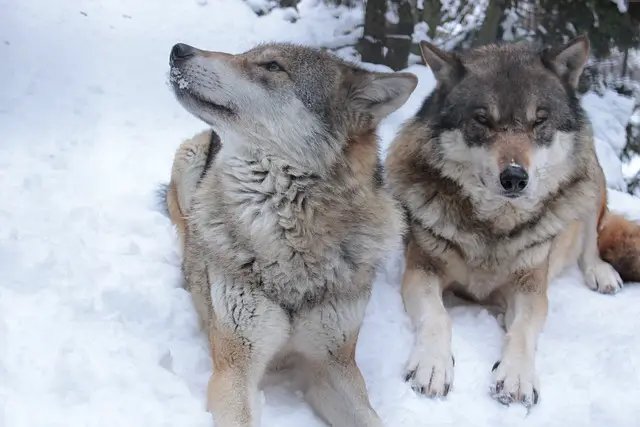 Dúo de lobos árticos