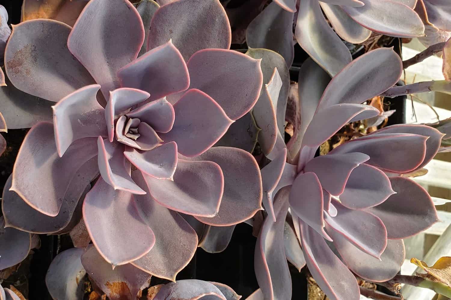 Echeveria Perle Von Nürnberg: Uma Escolha Excepcional para o Paisagismo