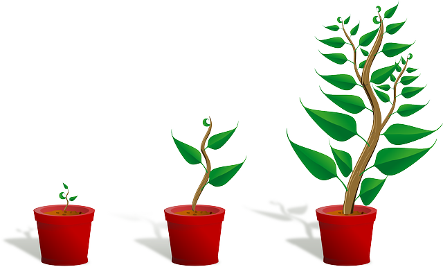 Ilustración de la evolución de la planta en maceta 