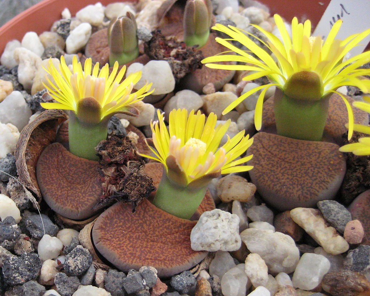 Lithops Lesliei: Como Cuidar dessa Planta de Forma Adequada