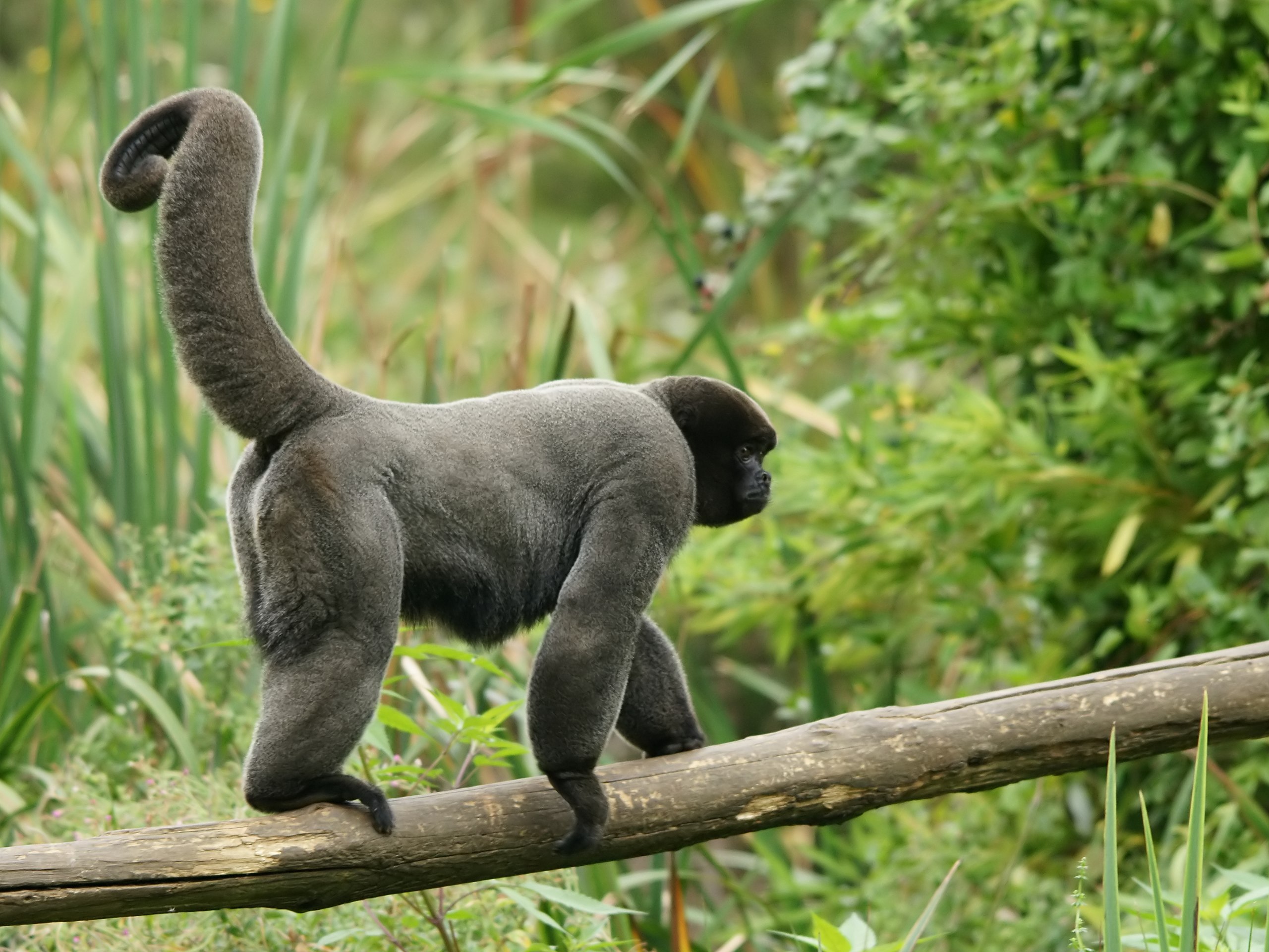 Curiosidades do Macaco-Barrigudo