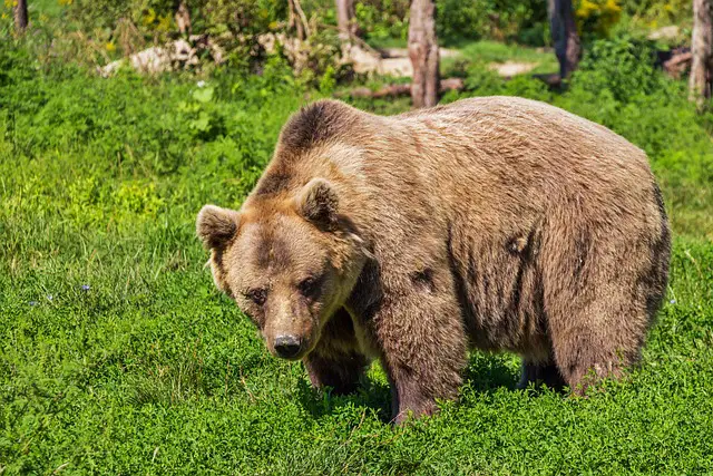 Oso grizzly en la naturaleza 