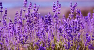 lavanda