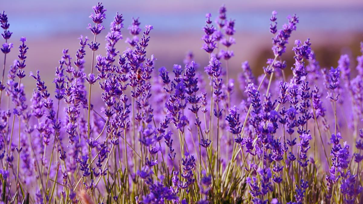 A Beleza e o Encanto das Flores Aromáticas em seu Jardim