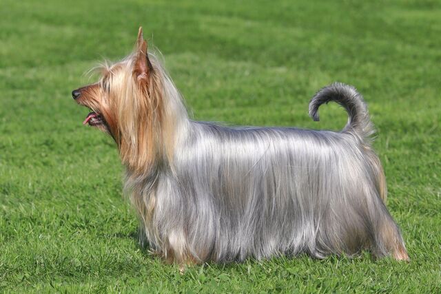 Silky Terrier: Atrações Exclusivas da Raça