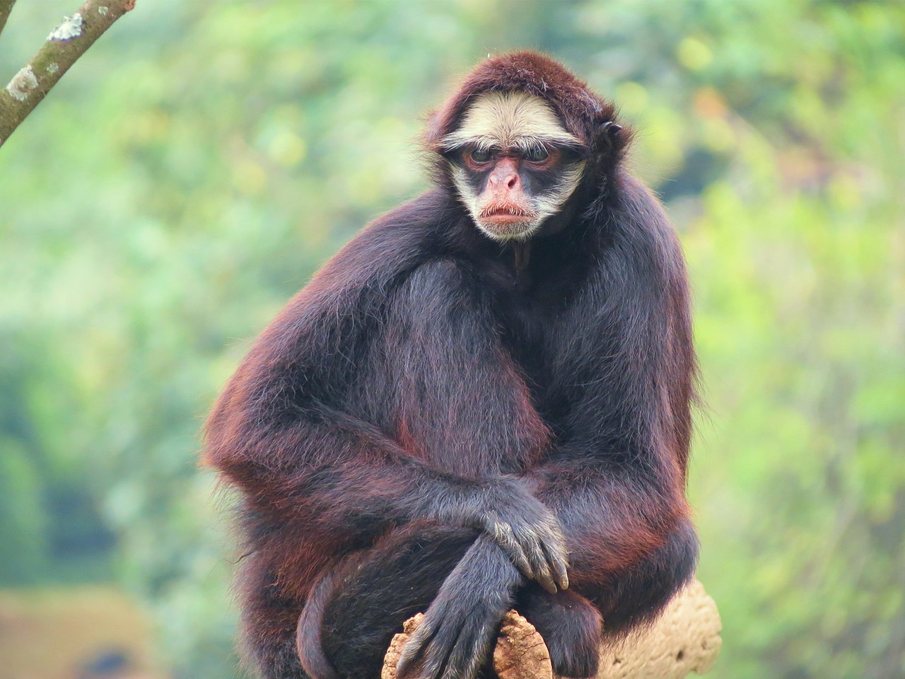 Comportamento do Macaco-Aranha-Testa-Branca