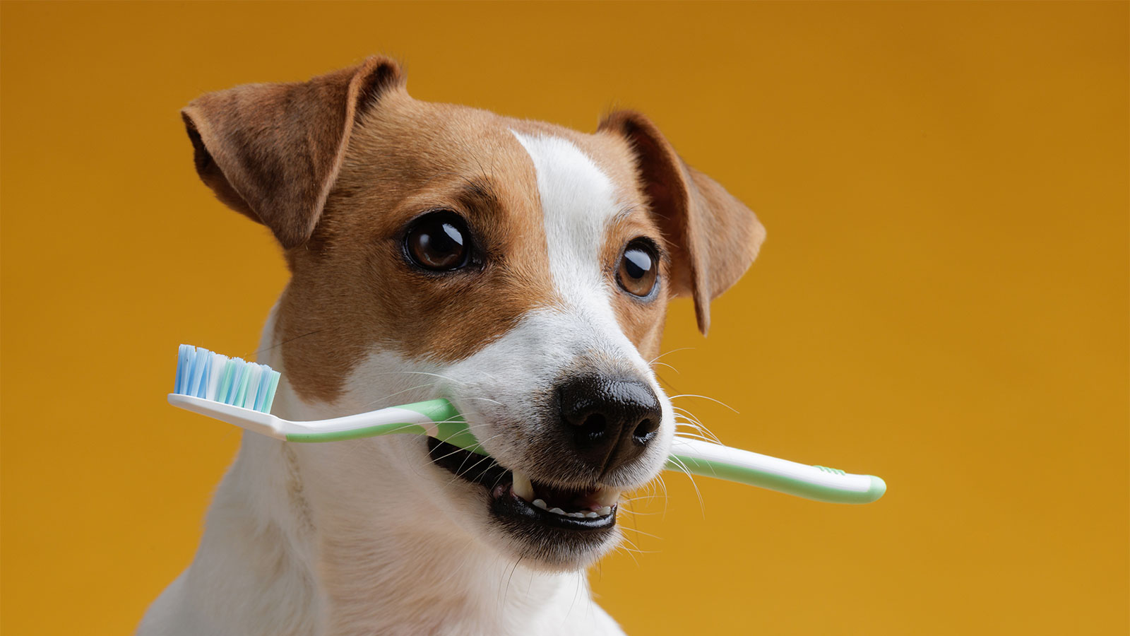 Higiene Bucal Canina: Cuidados Essenciais