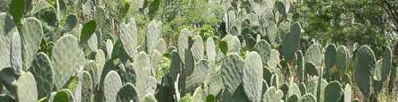 Cactus como plantas xerófitas