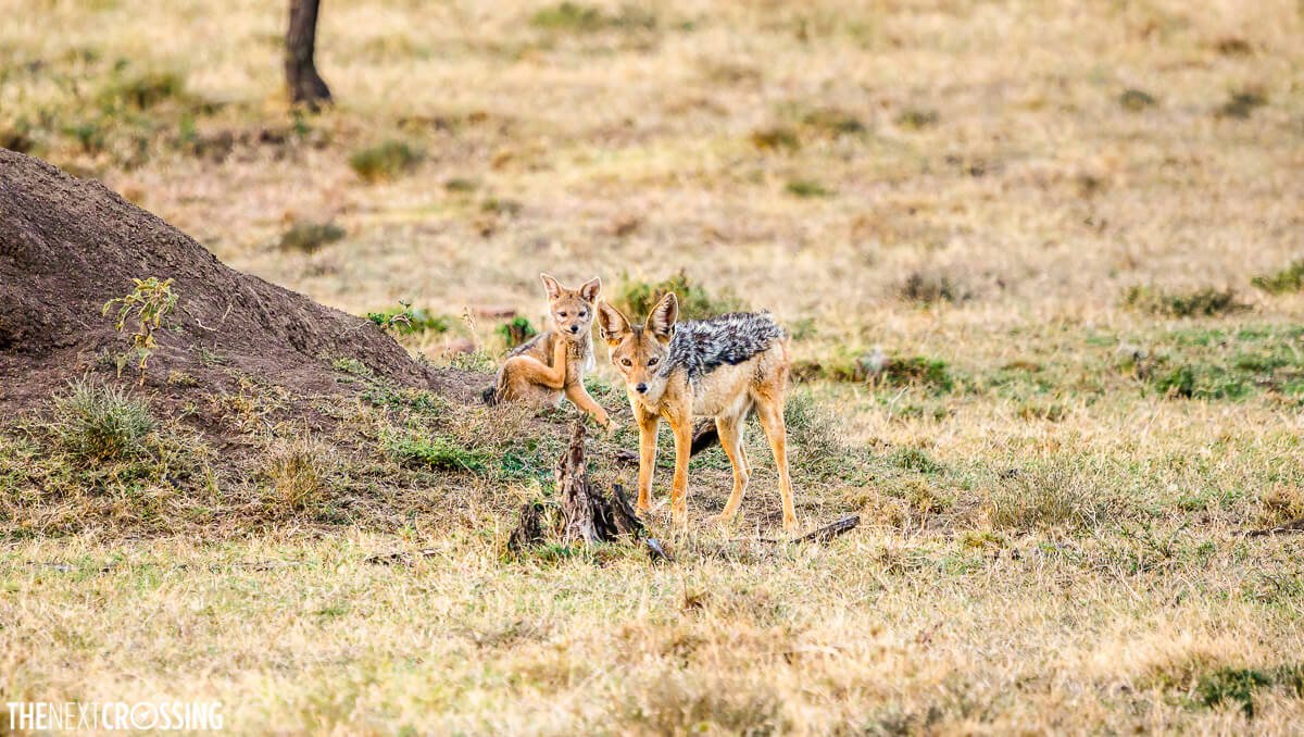 Chacais e a Teia da Vida na Savana Africana