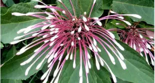 Clerodendro Cotonete Visto de Perto