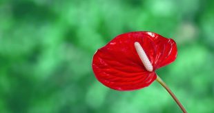 Foco na Flor Antúrio