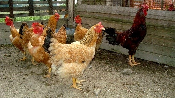 Frango de Granja: Aspectos Importantes