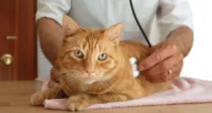 Gato Sendo Examinado pelo Veterinário