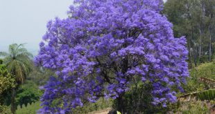 Jacarandá-Mimoso na Natureza