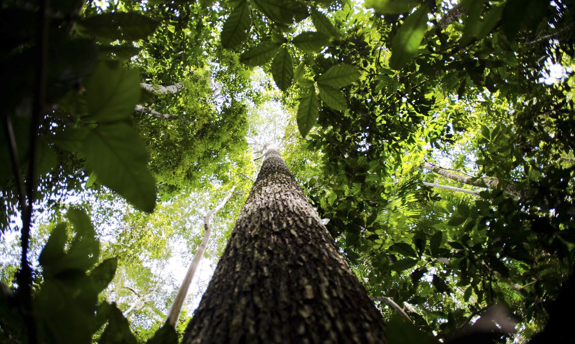 Florestas e Clima: Uma Parceria Vital