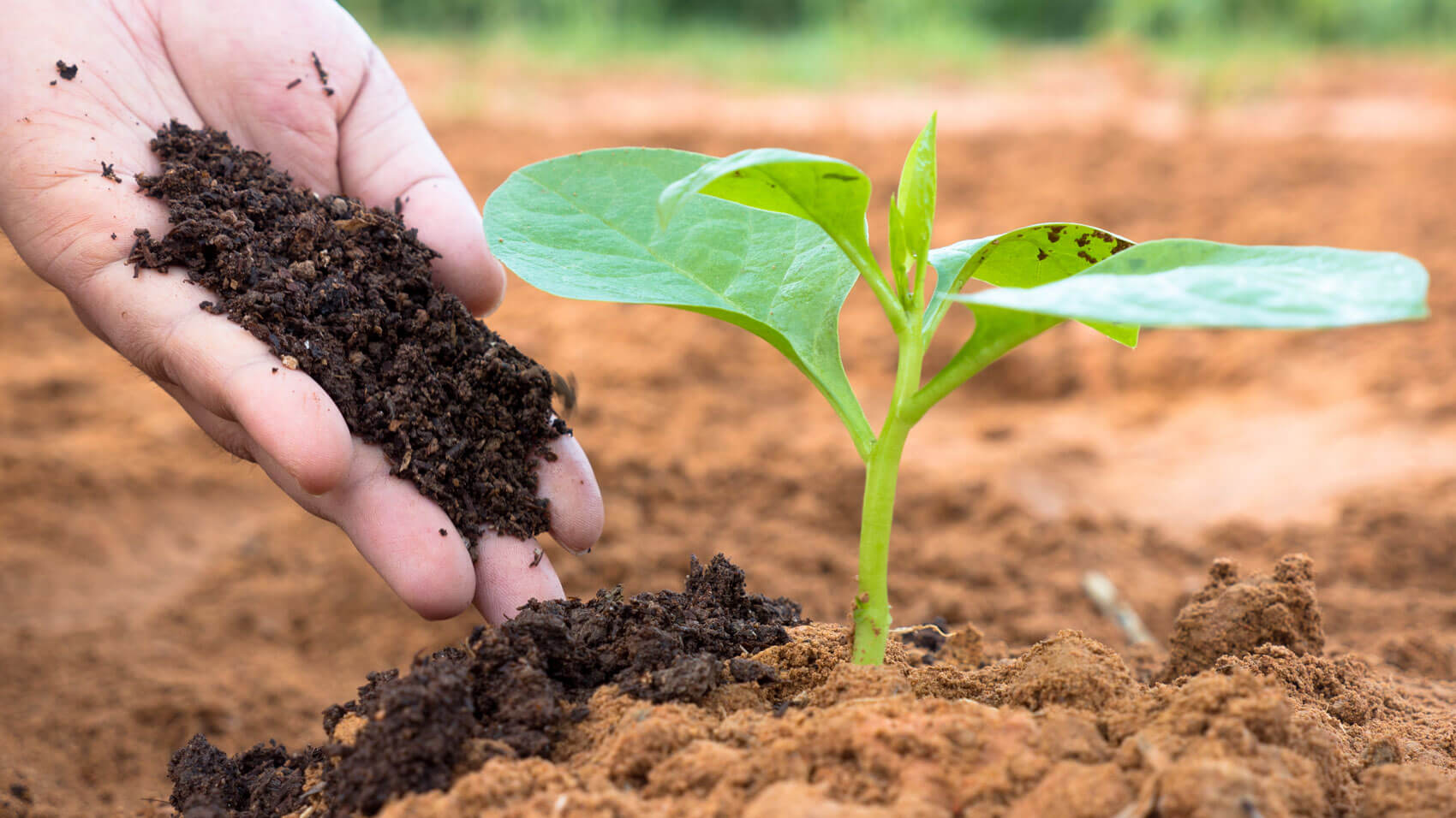 Adubação Eficiente para Plantas Saudáveis