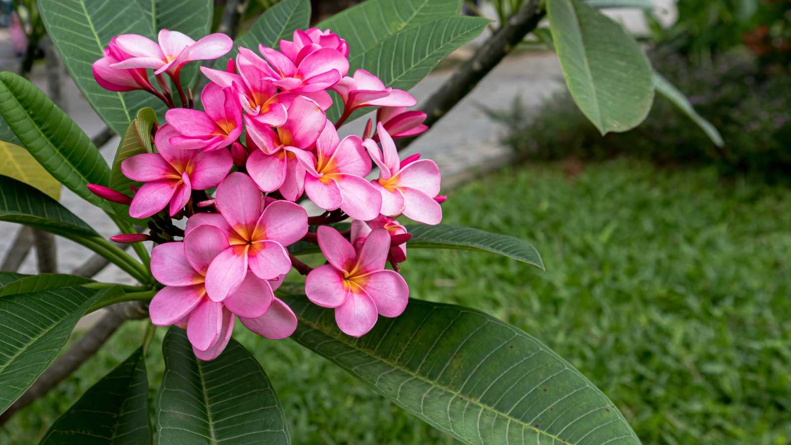 Plumeria: Simbolismo e Cultura