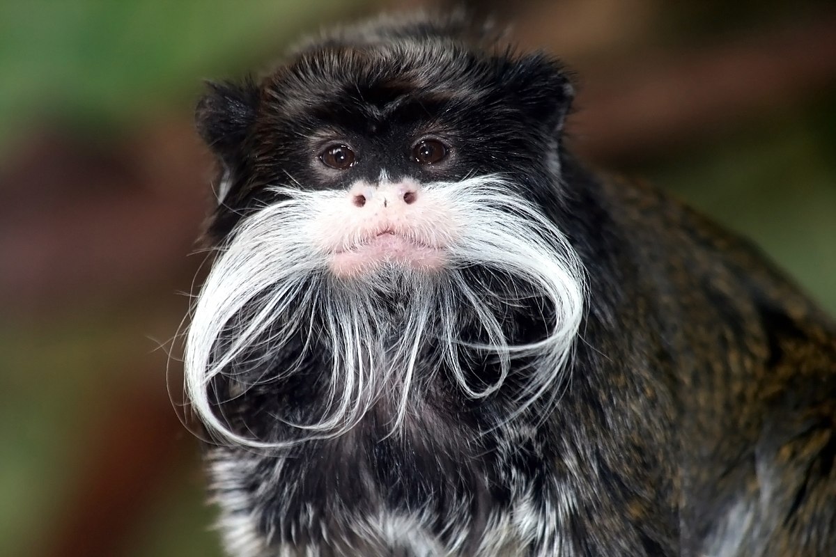 Sagui-Bigodeiro: Necessidade de Preservação