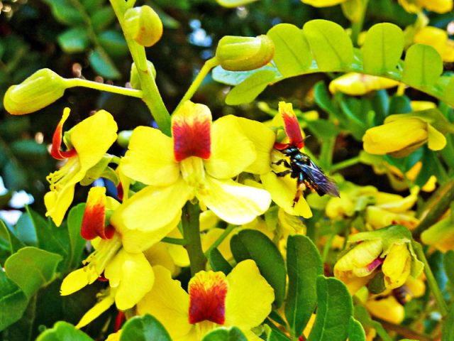 As Cores da Flor do Pau-Brasil