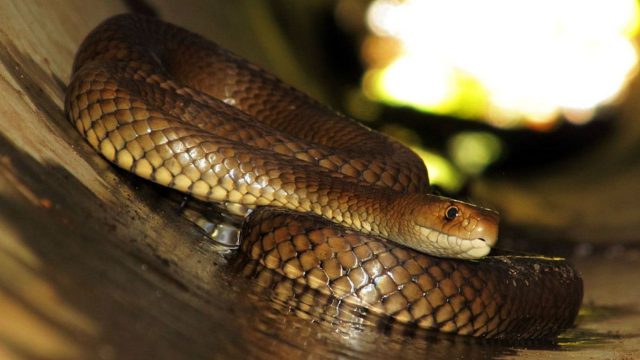 Espécies Venenosas de Cobras na Austrália