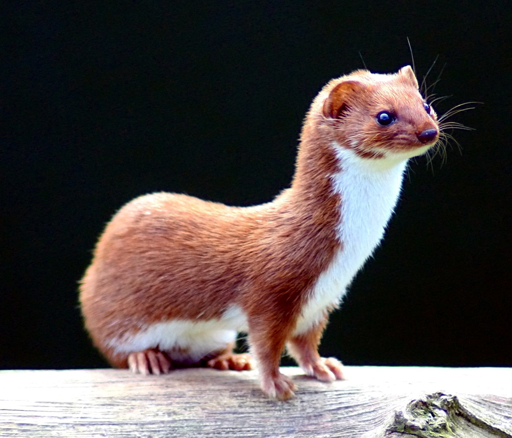 O que a Doninha Amazônica Come?