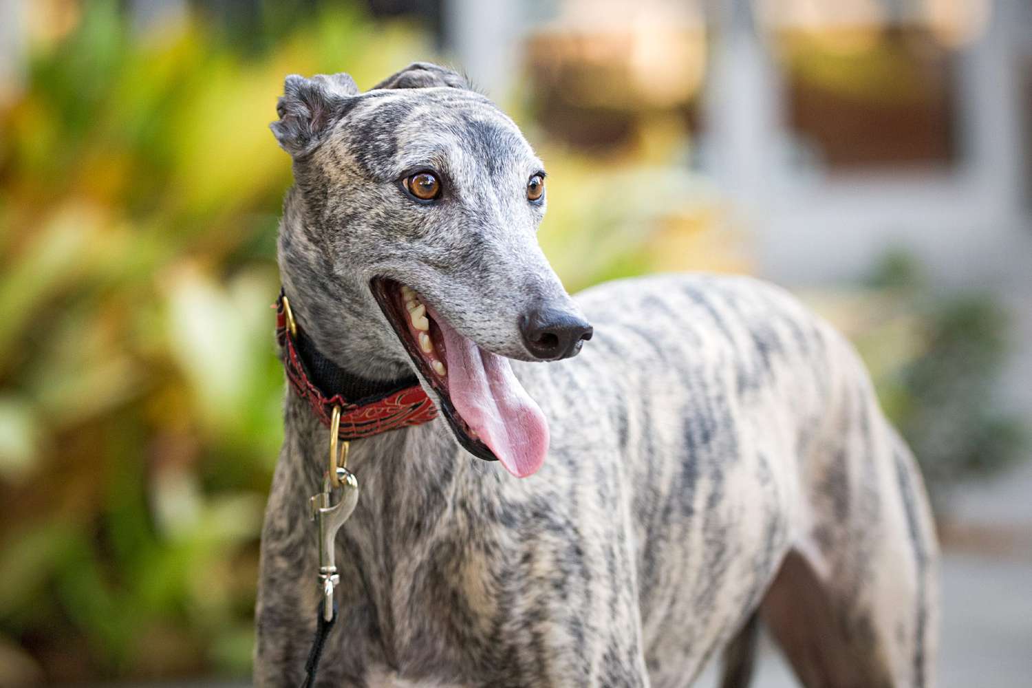 Galgo Inglês: Verdades Essenciais