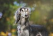 Greyhound de Perfil