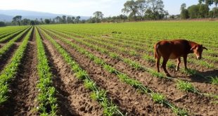 Abelhas e Agricultura Sustentável: Como Elas Facilitam o Cultivo Orgânico