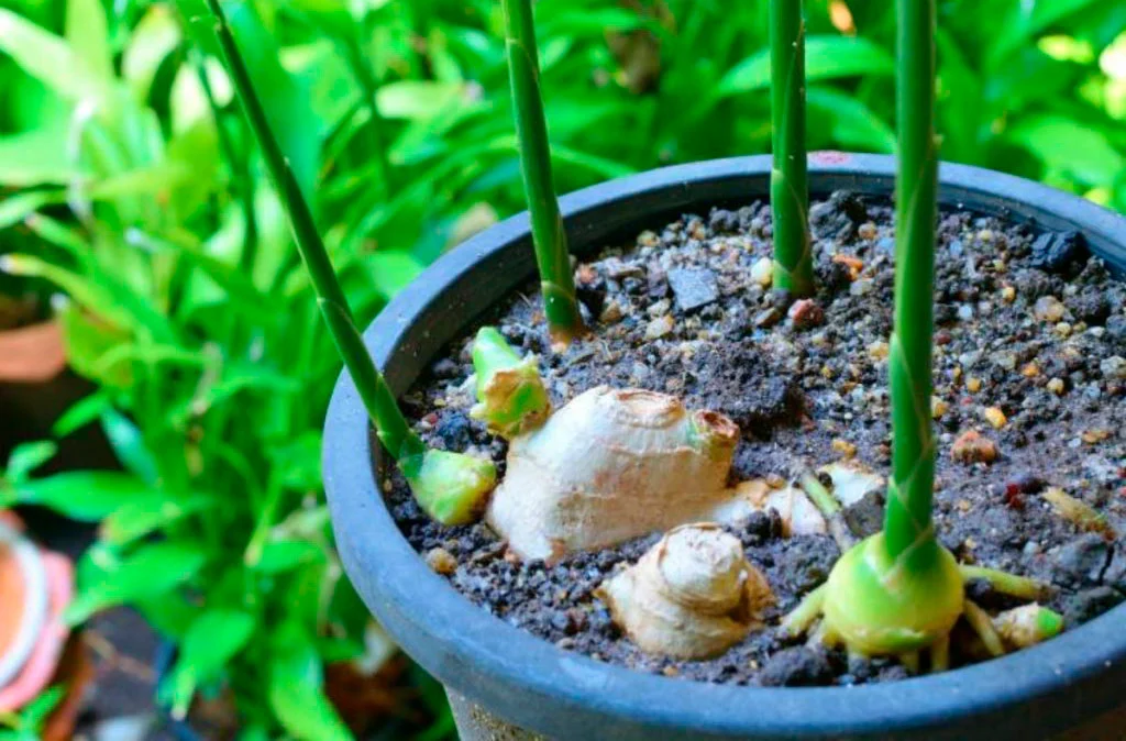 O Poder do Gengibre e Como Cultivá-lo em Vasos