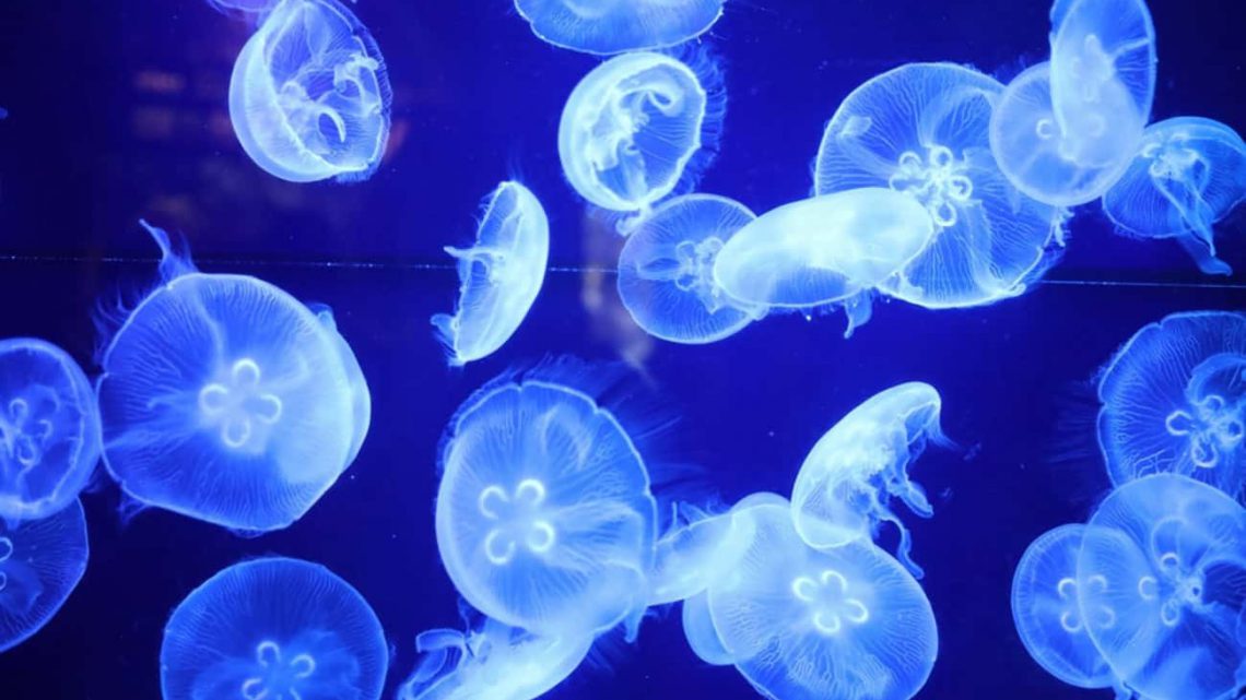 Bioluminescência em Animais Marinhos