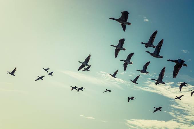 Sistemas de Navegação em Aves Migratórias