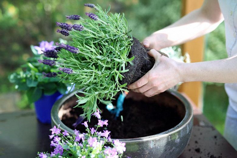 Como Plantar e Colher Lavanda em Casa?